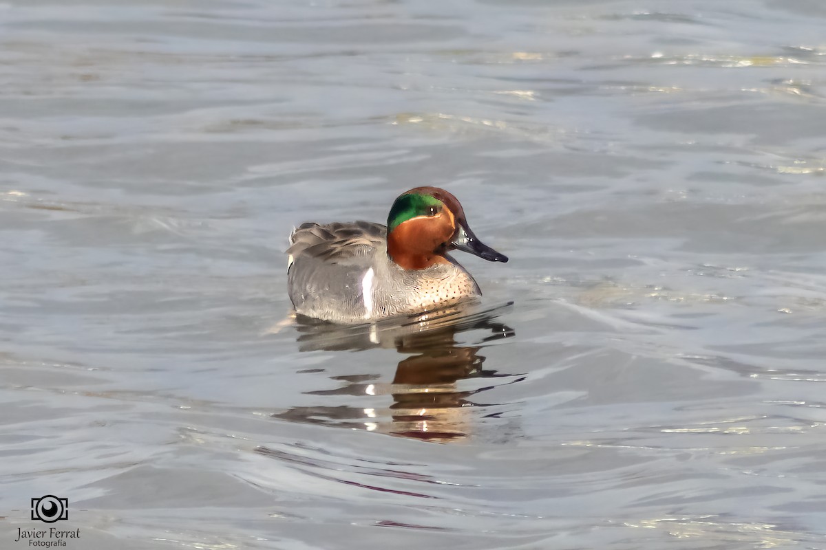 Green-winged Teal - ML618296730