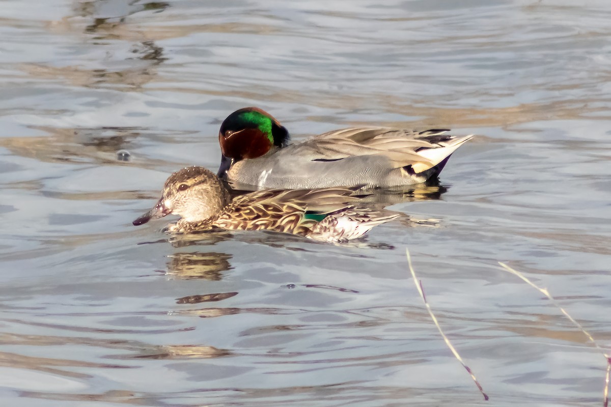 Green-winged Teal - ML618296731