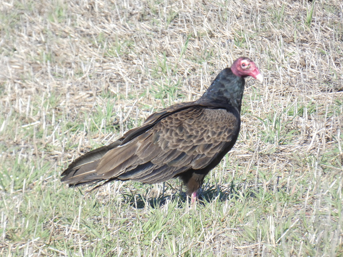 Turkey Vulture - ML618296739