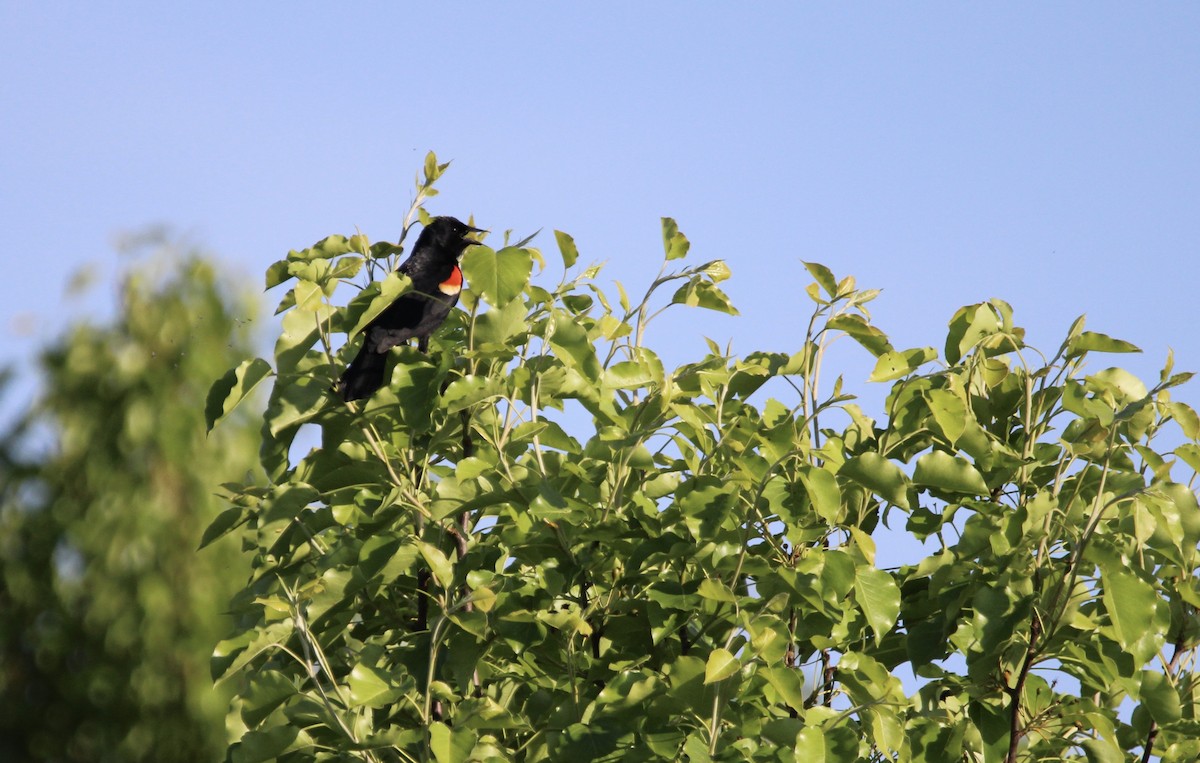 Red-winged Blackbird - Vivek Raj
