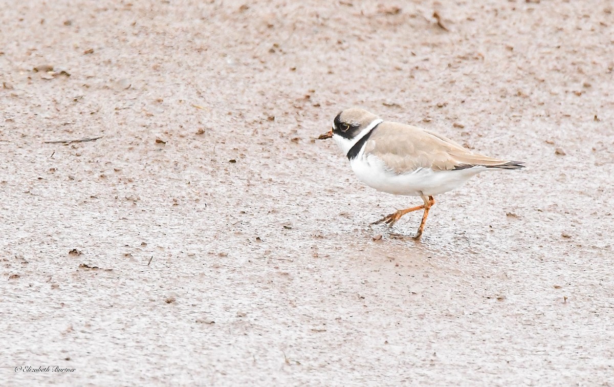 Semipalmated Plover - ML618296760