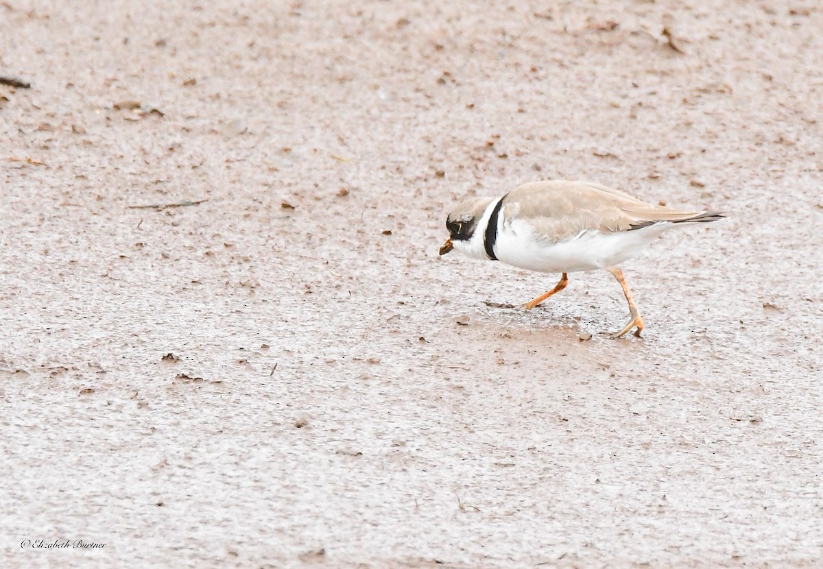 Semipalmated Plover - ML618296761