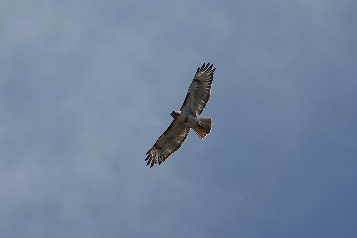 Red-tailed Hawk - ML618296797