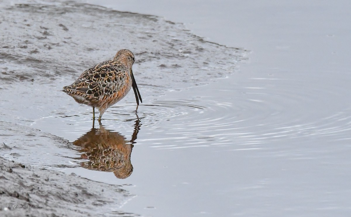 Long-billed Dowitcher - ML618296820