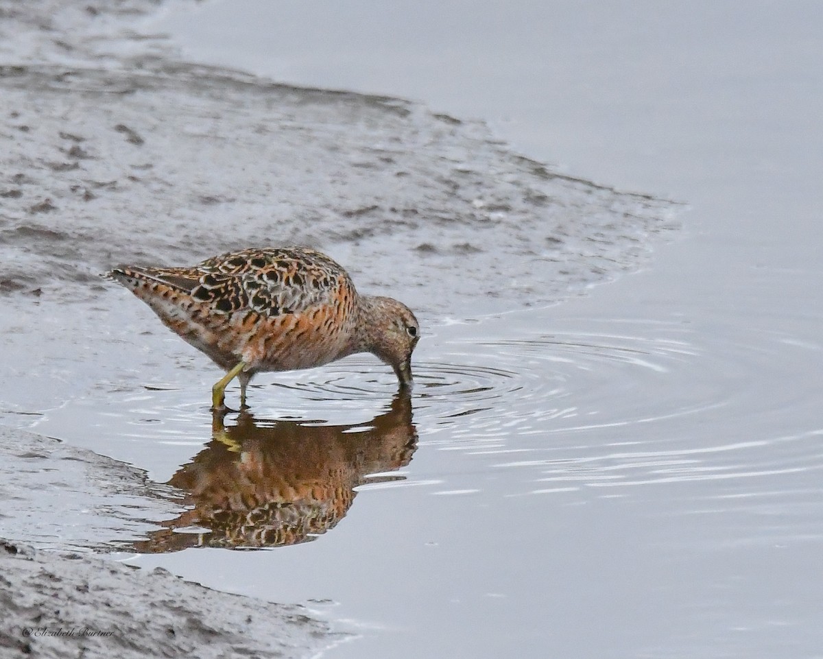 Long-billed Dowitcher - ML618296821