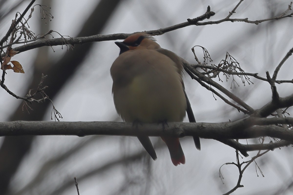 Japanese Waxwing - ML618296828
