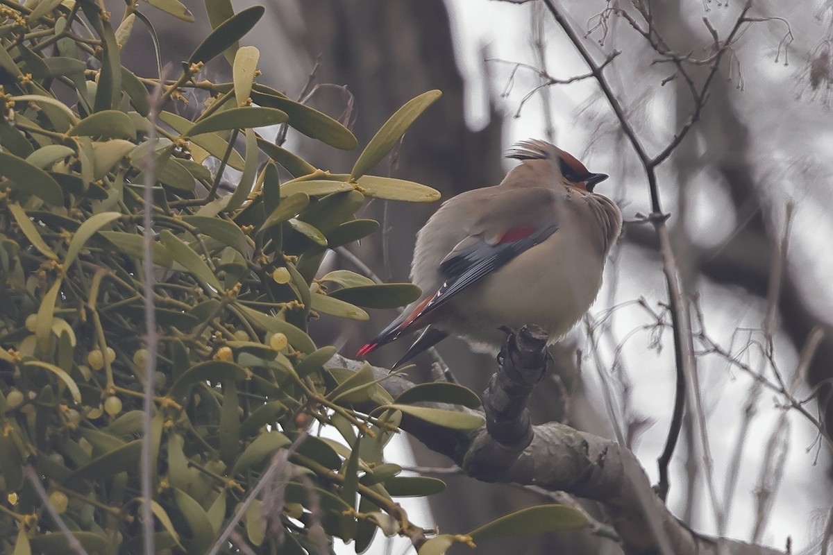 Japanese Waxwing - ML618296838