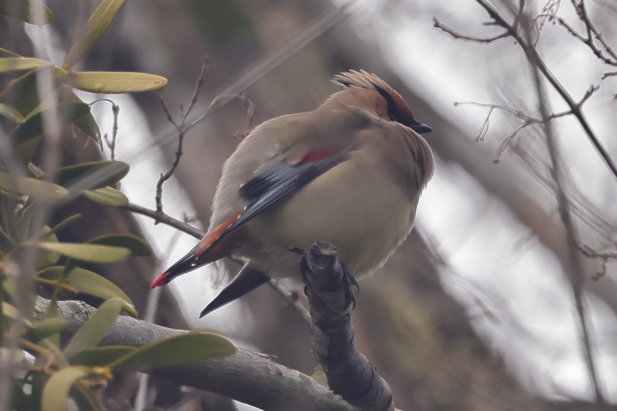 Japanese Waxwing - ML618296846