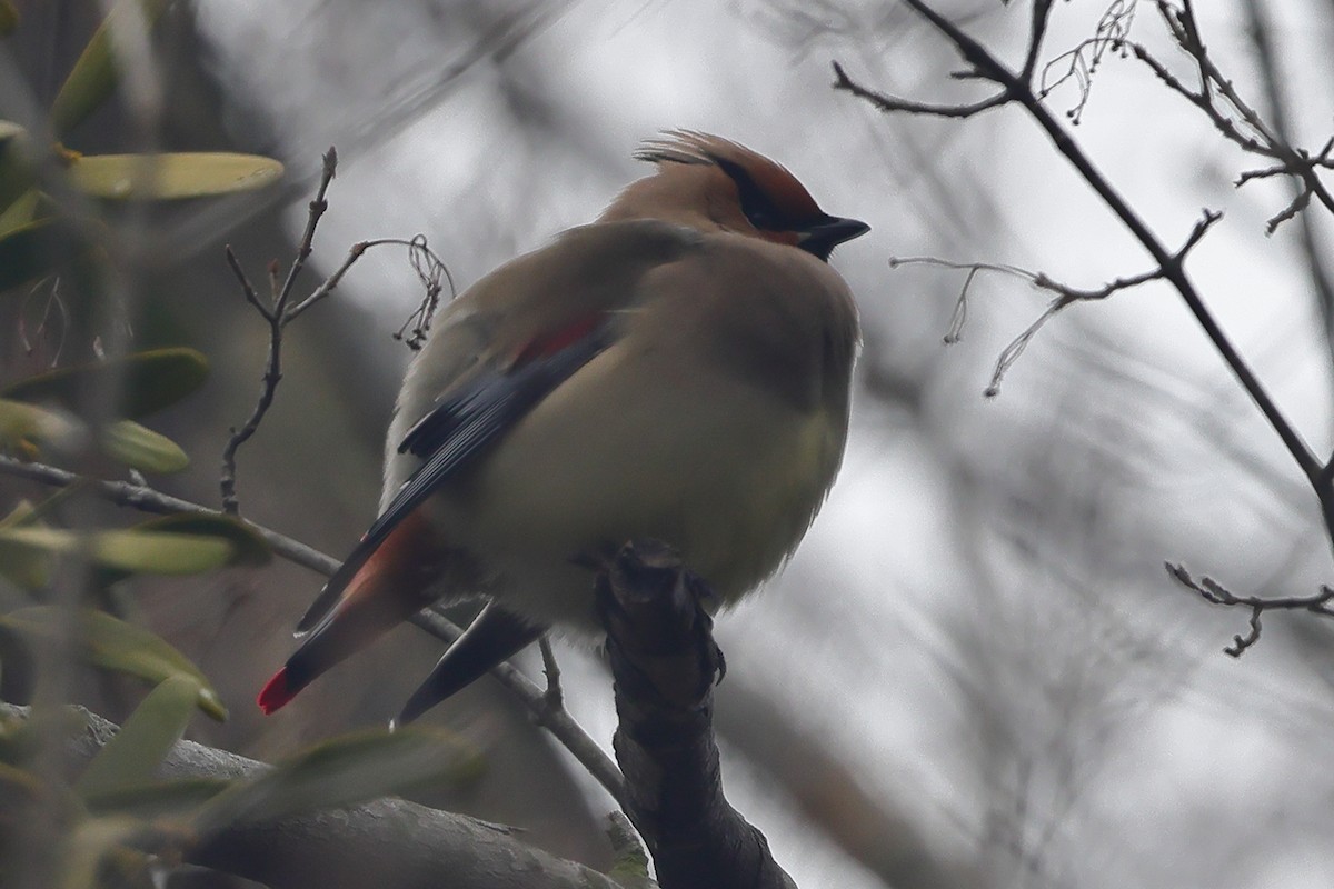 Japanese Waxwing - ML618296850