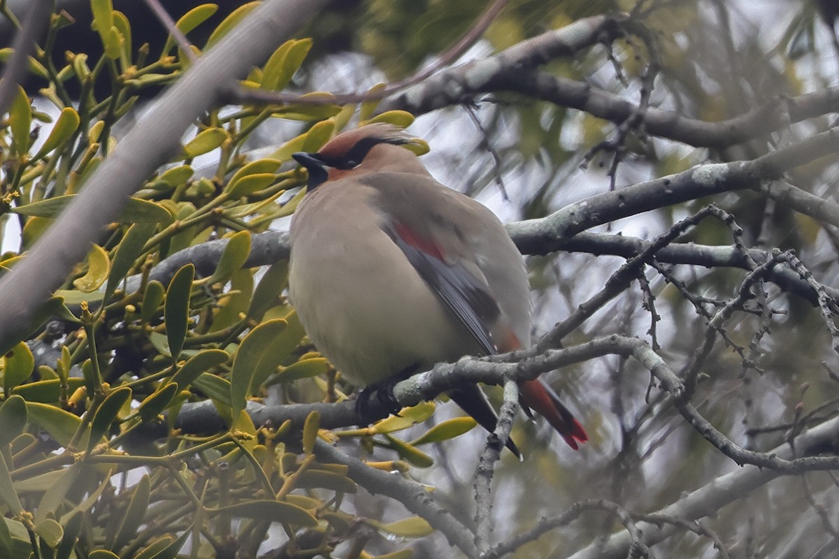Japanese Waxwing - ML618296854