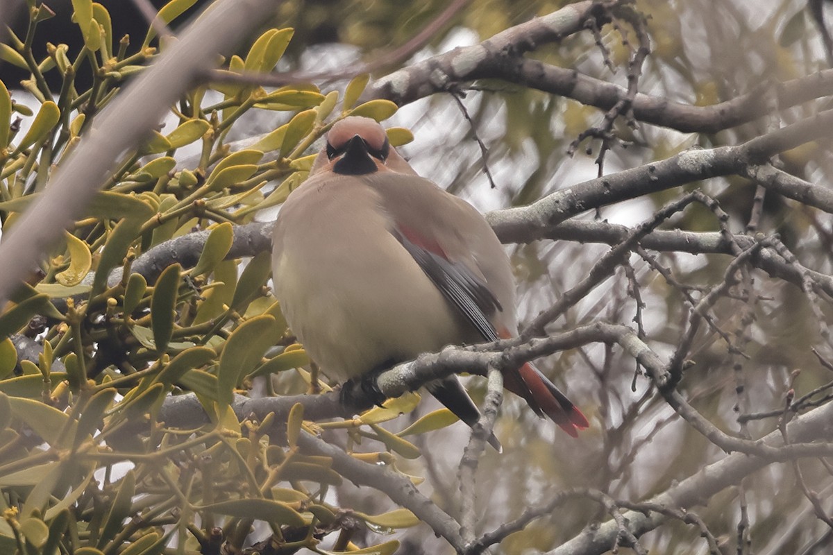 Japanese Waxwing - ML618296855