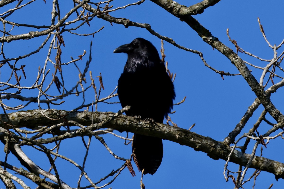 Common Raven - Melissa Bicknell