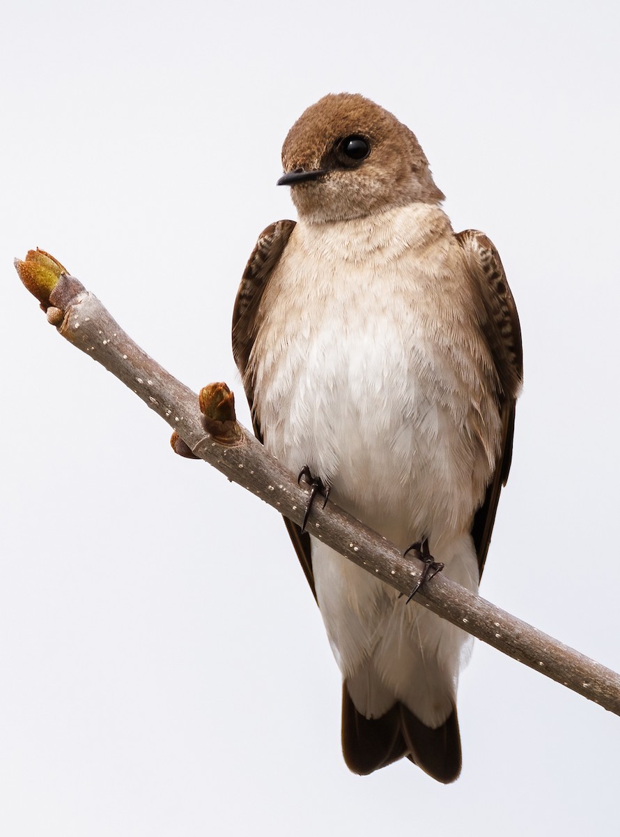 Northern Rough-winged Swallow - ML618296865