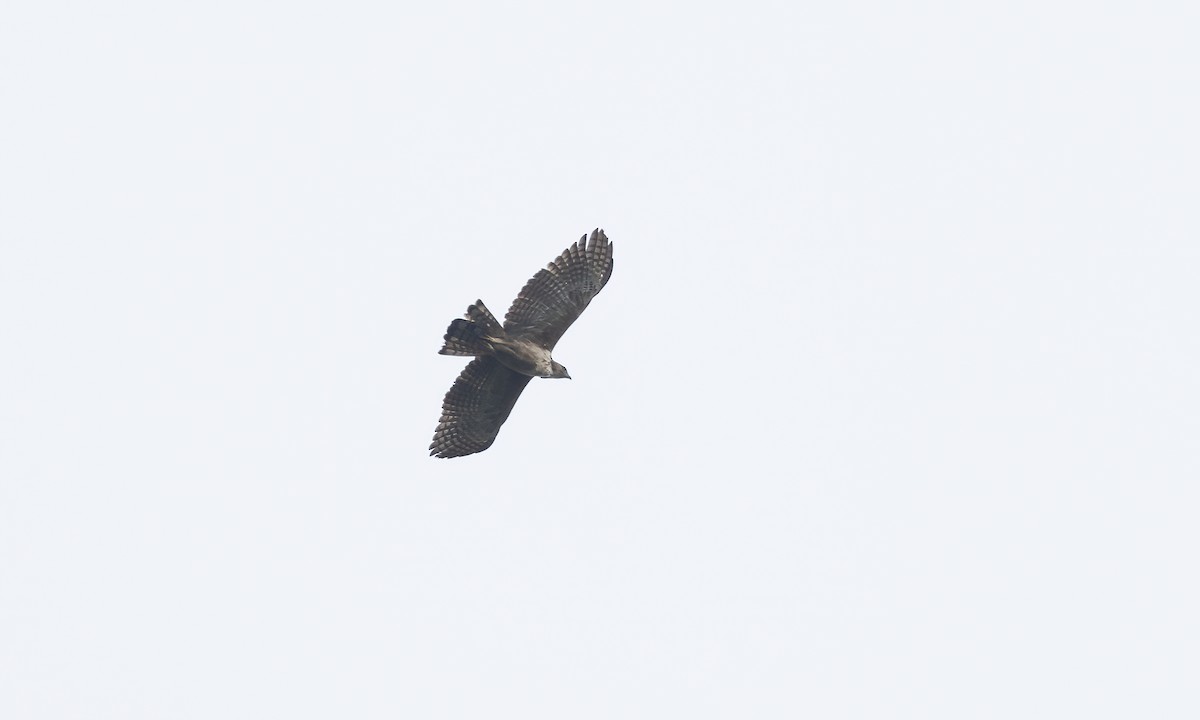 Philippine Hawk-Eagle - Paul Fenwick