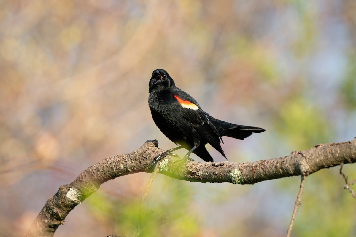 Red-winged Blackbird - James Ancona