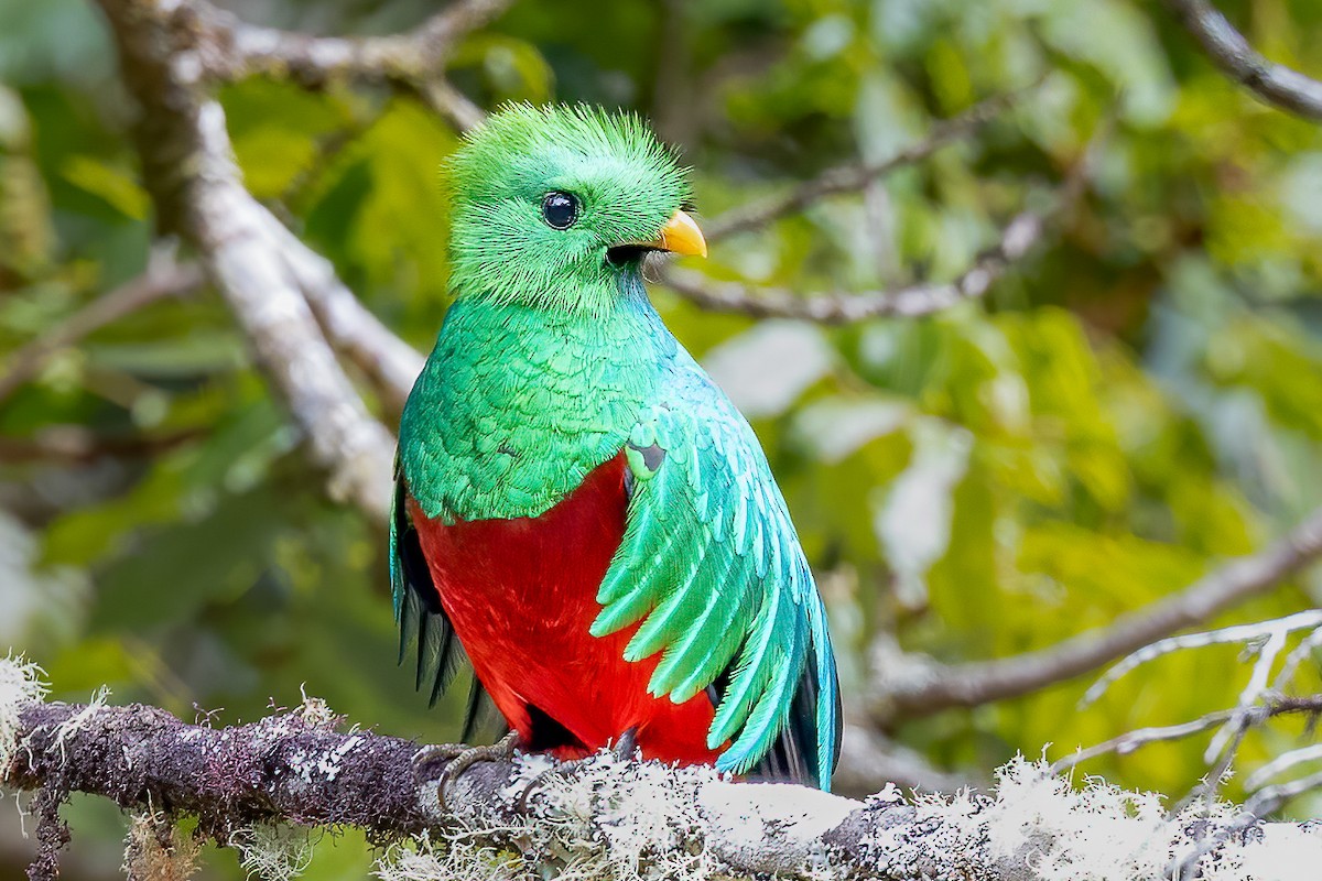 Quetzal Guatemalteco (costaricensis) - ML618296921