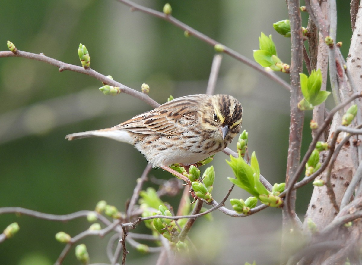 Savannah Sparrow - ML618296923