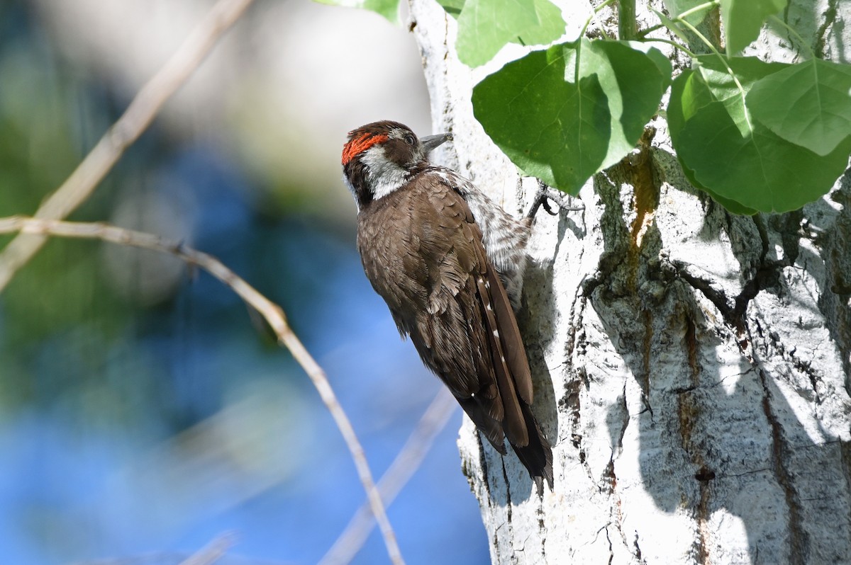Arizona Woodpecker - ML618296927
