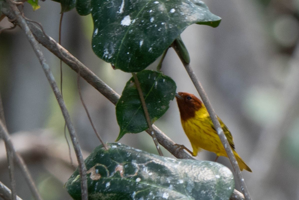 Yellow Warbler (Mangrove) - ML618296931