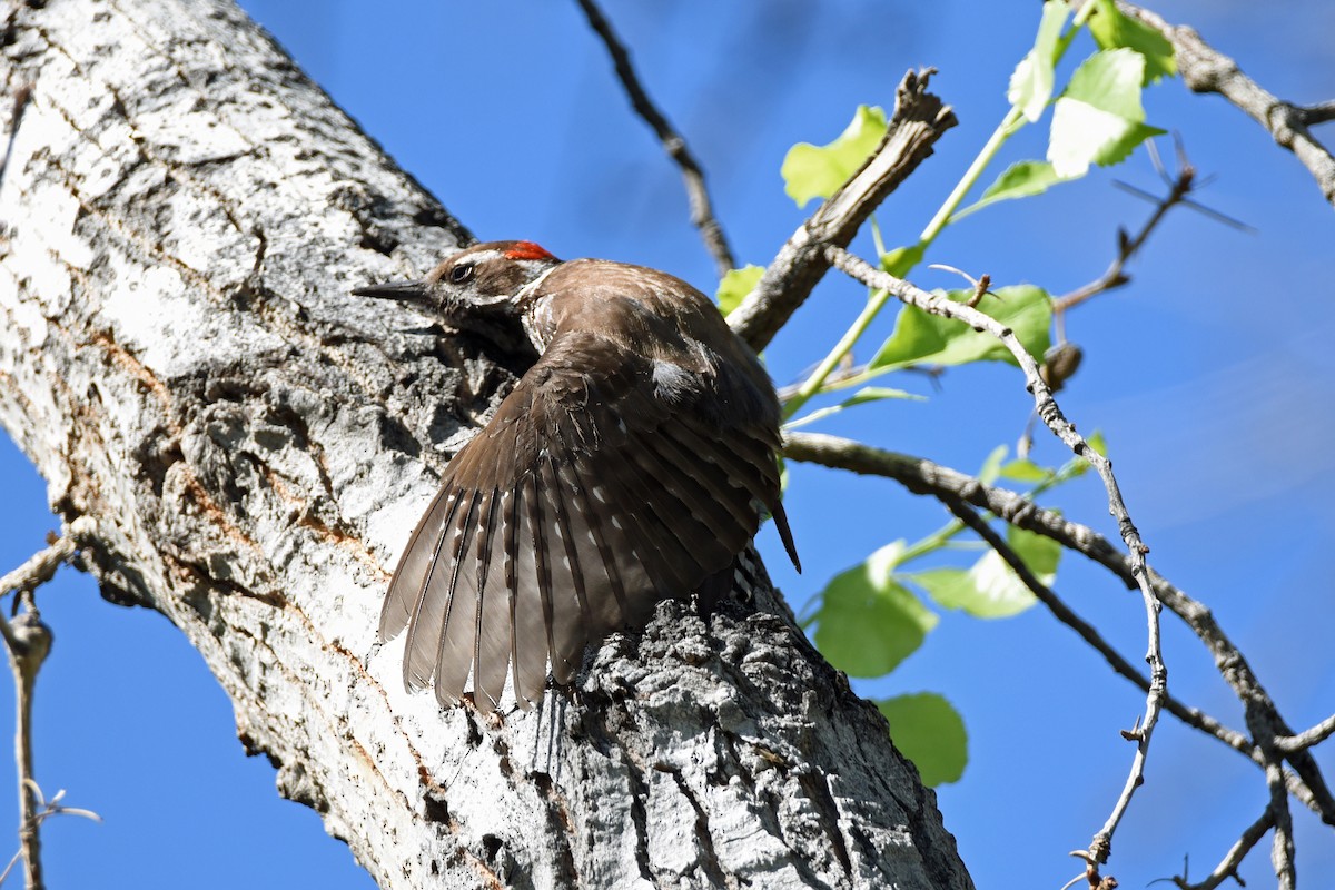 Arizona Woodpecker - ML618296938