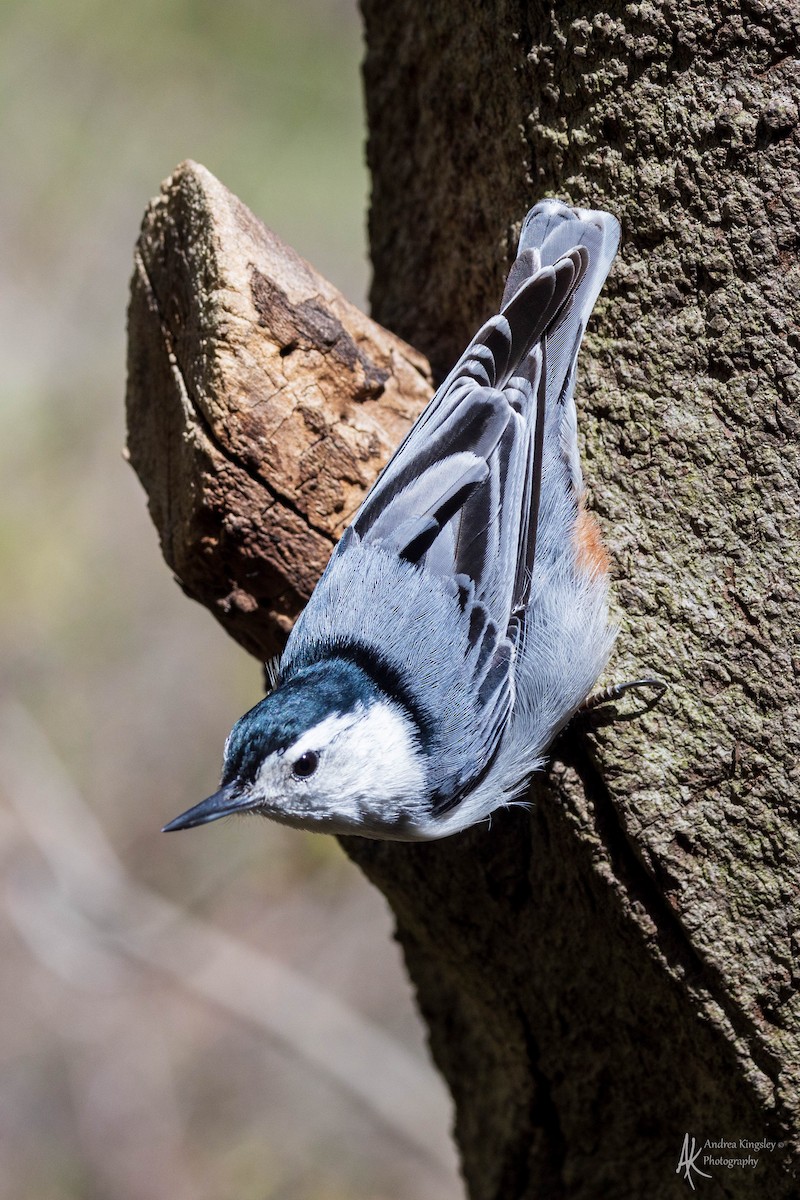 White-breasted Nuthatch - Andrea Kingsley