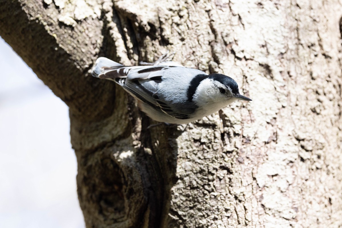 White-breasted Nuthatch - ML618296952