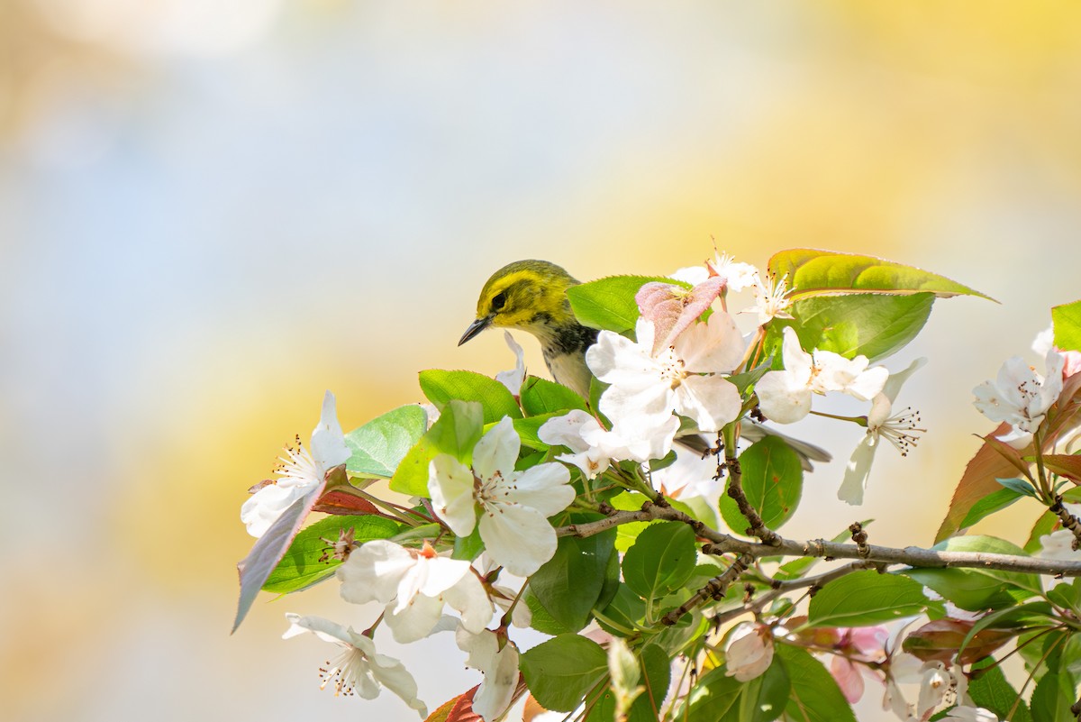 Black-throated Green Warbler - James Ancona