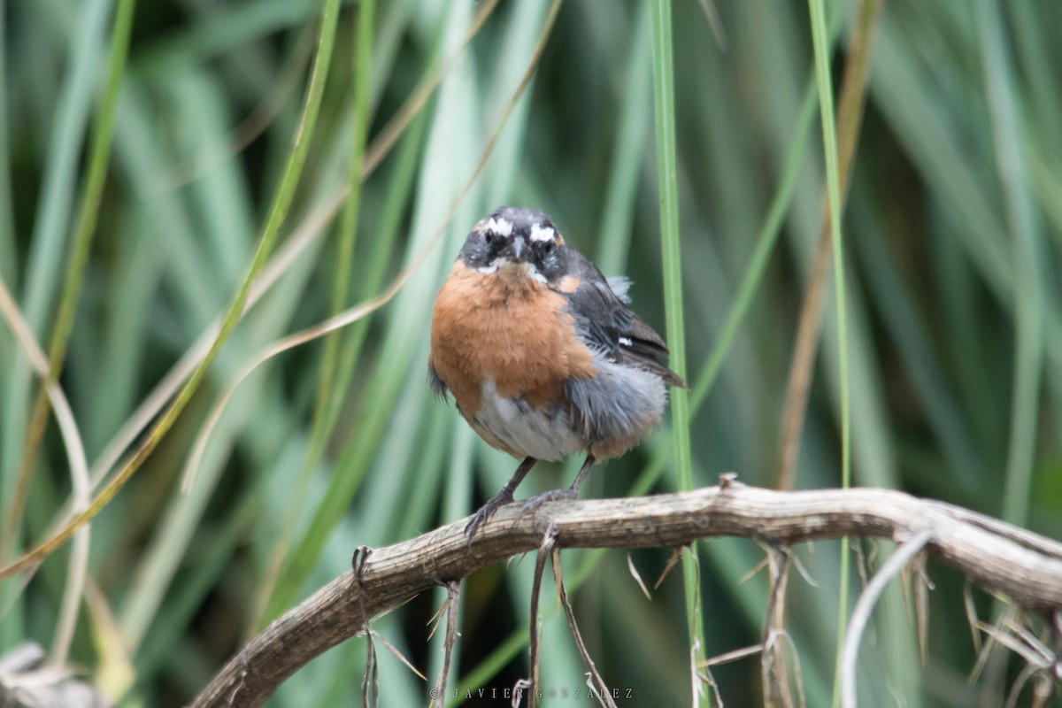 Black-and-rufous Warbling Finch - ML618296975