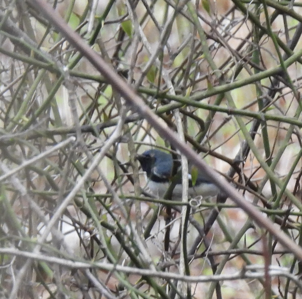 Black-throated Blue Warbler - Sally Avery