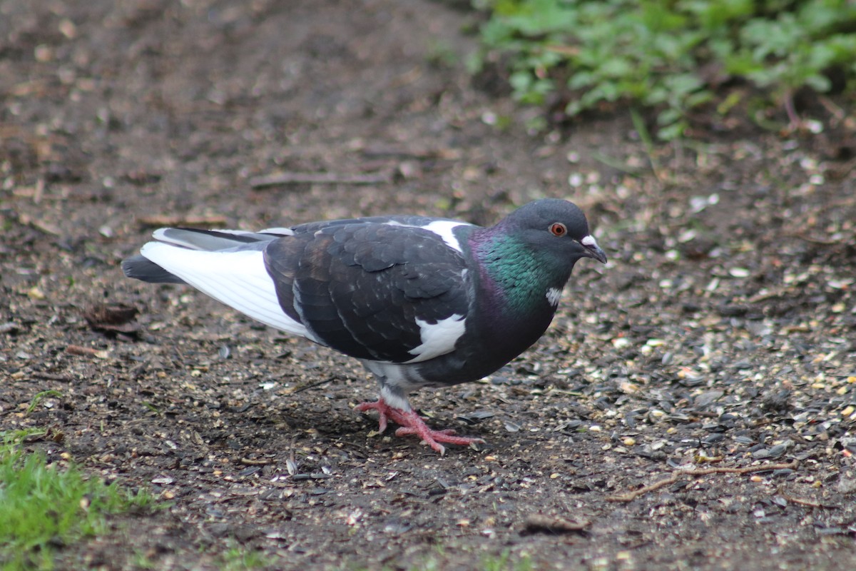 Rock Pigeon (Feral Pigeon) - ML618296979