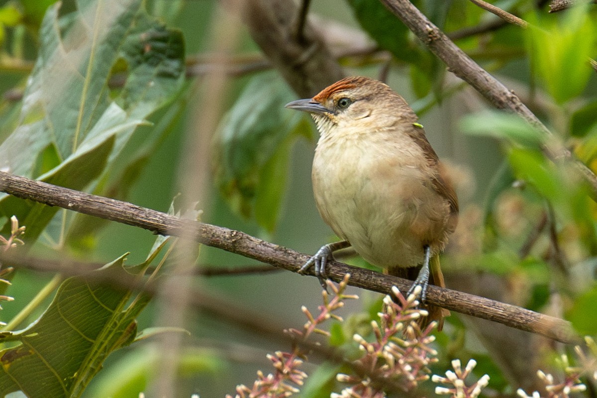 Rufous-fronted Thornbird - Celesta von Chamier