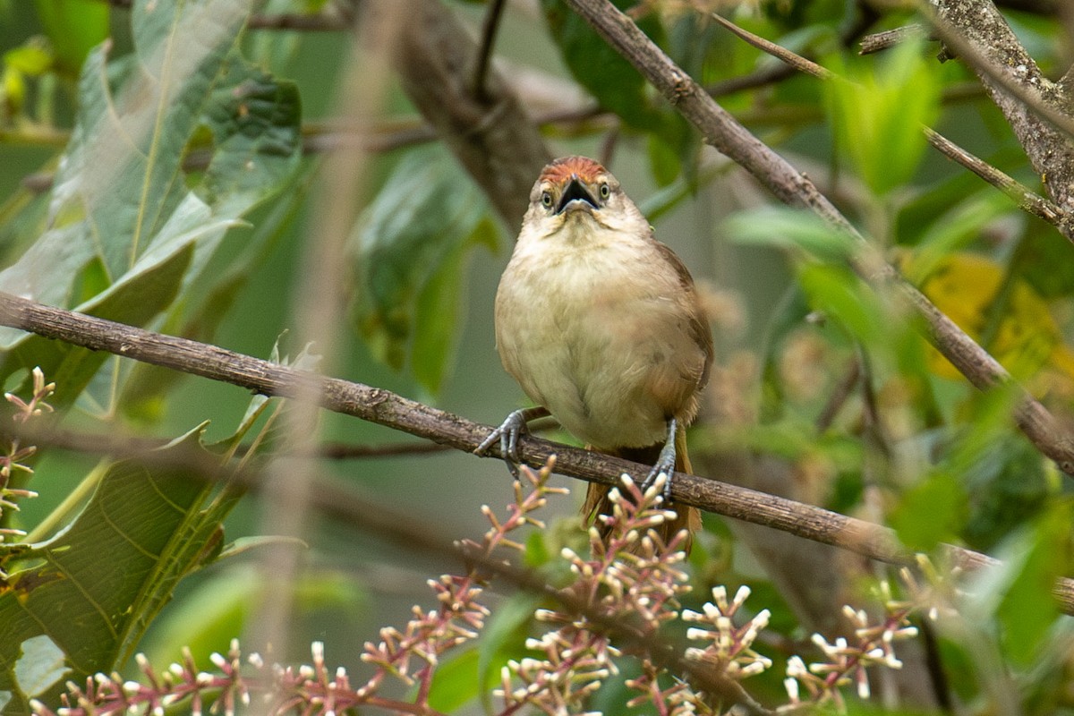 Rufous-fronted Thornbird - Celesta von Chamier