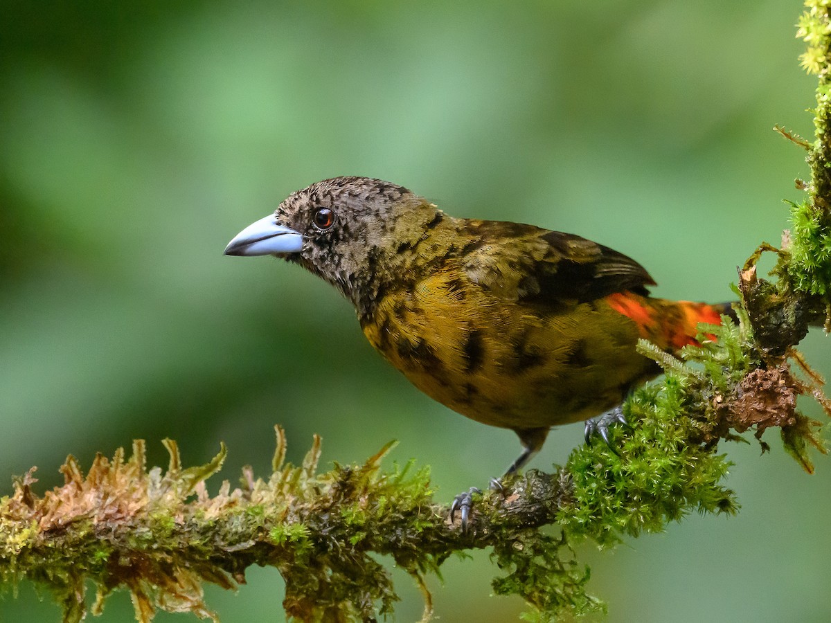 Scarlet-rumped Tanager - Clark Johnson