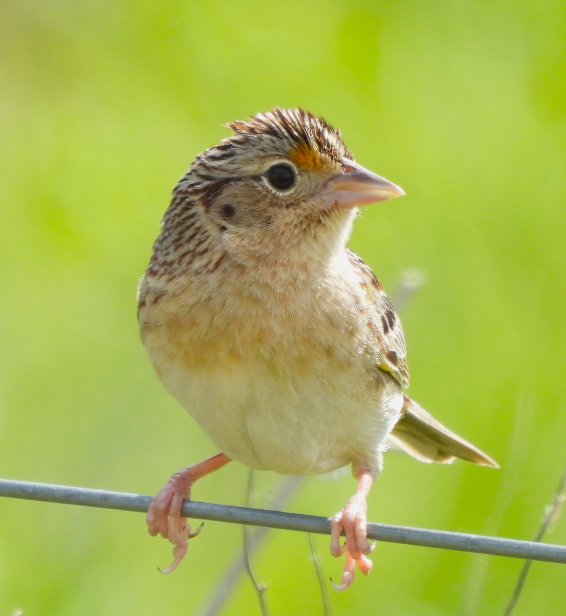 Grasshopper Sparrow - ML618297012
