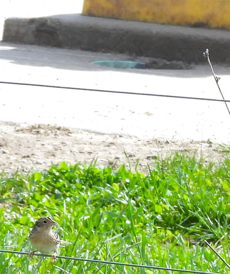 Grasshopper Sparrow - ML618297013