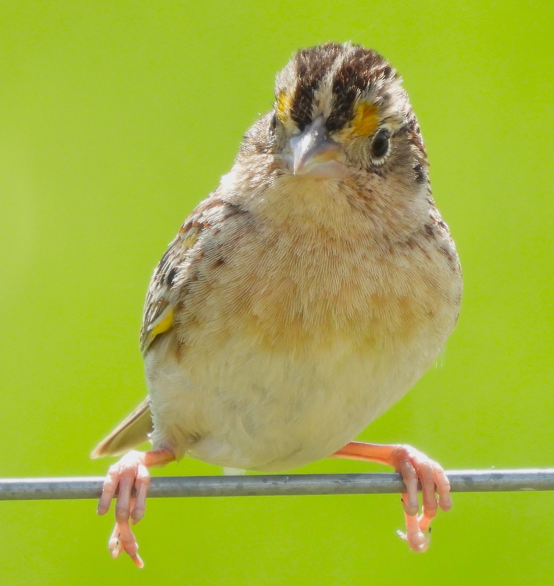 Grasshopper Sparrow - ML618297014