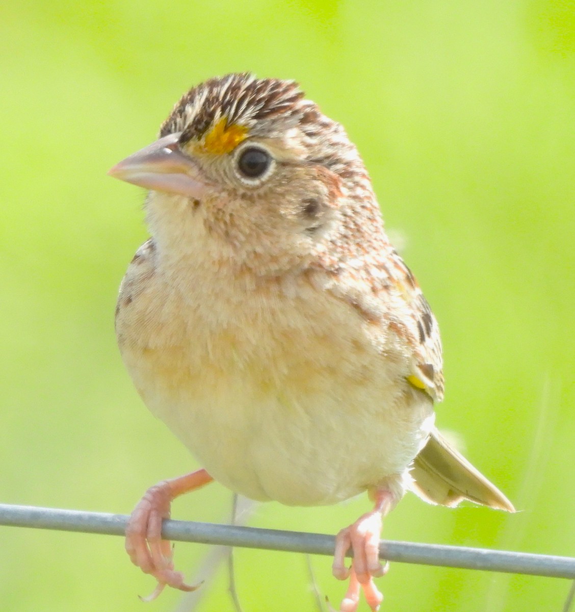 Grasshopper Sparrow - Paul McKenzie