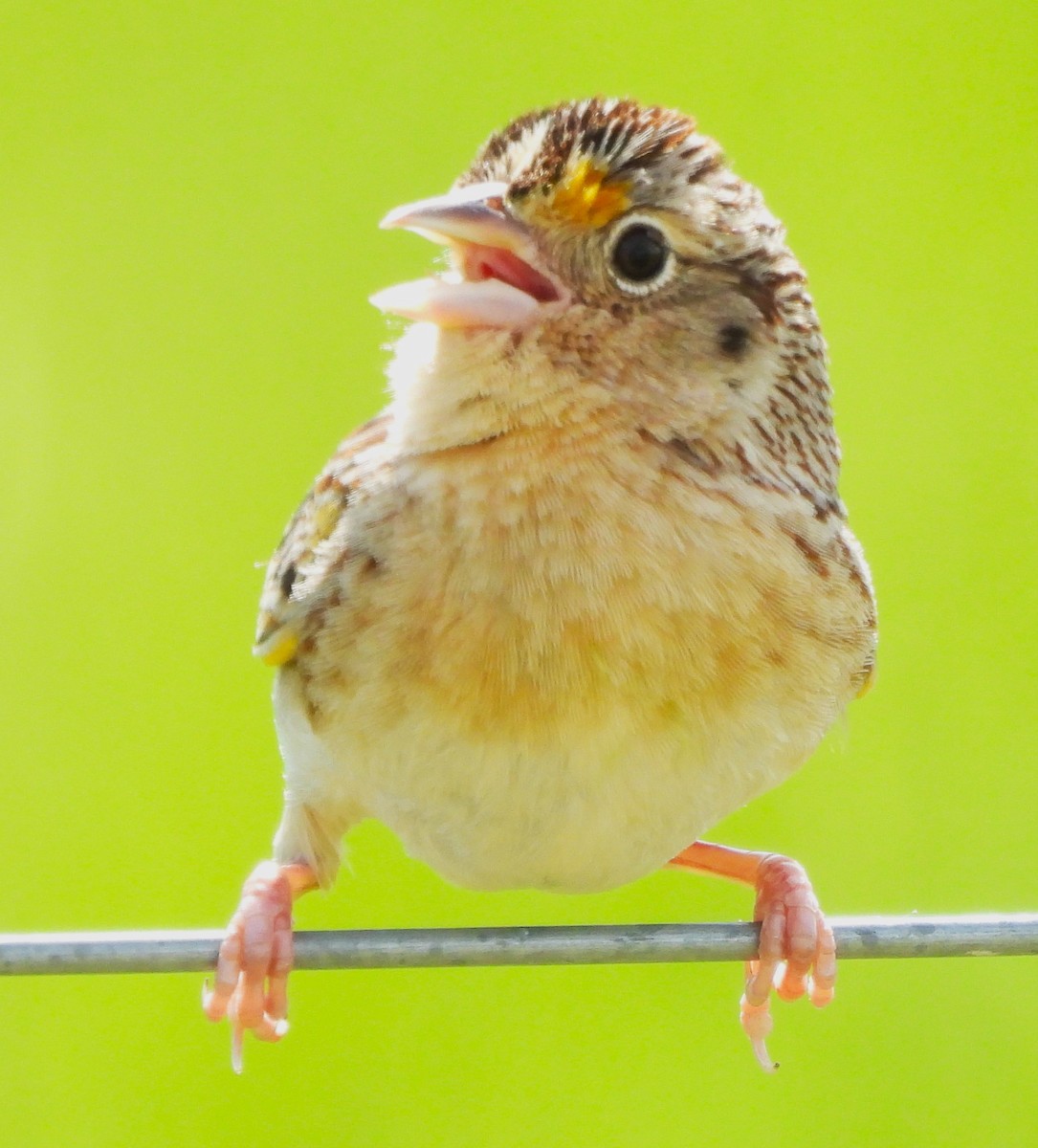 Grasshopper Sparrow - ML618297016