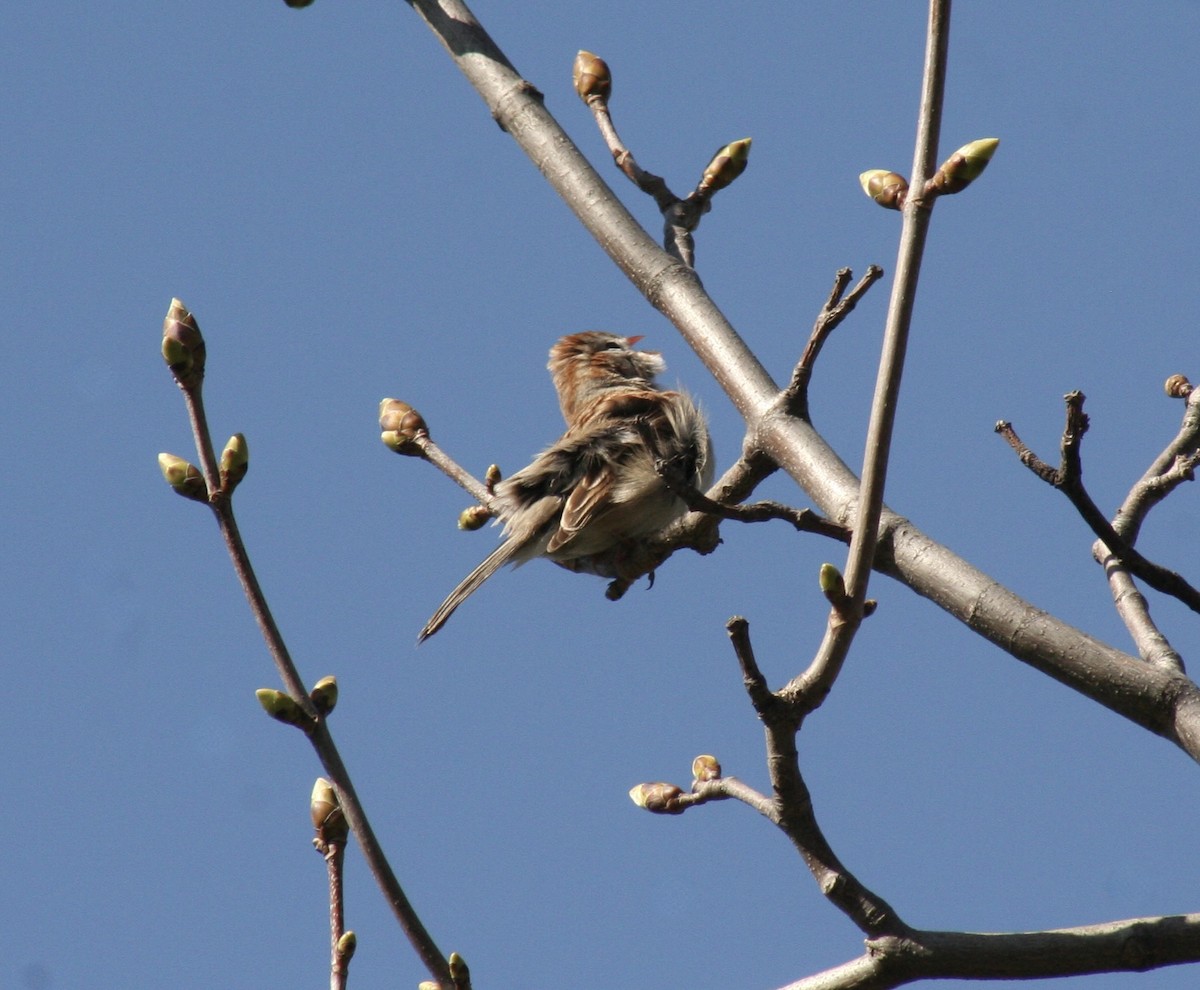 Field Sparrow - Michel Cournoyer
