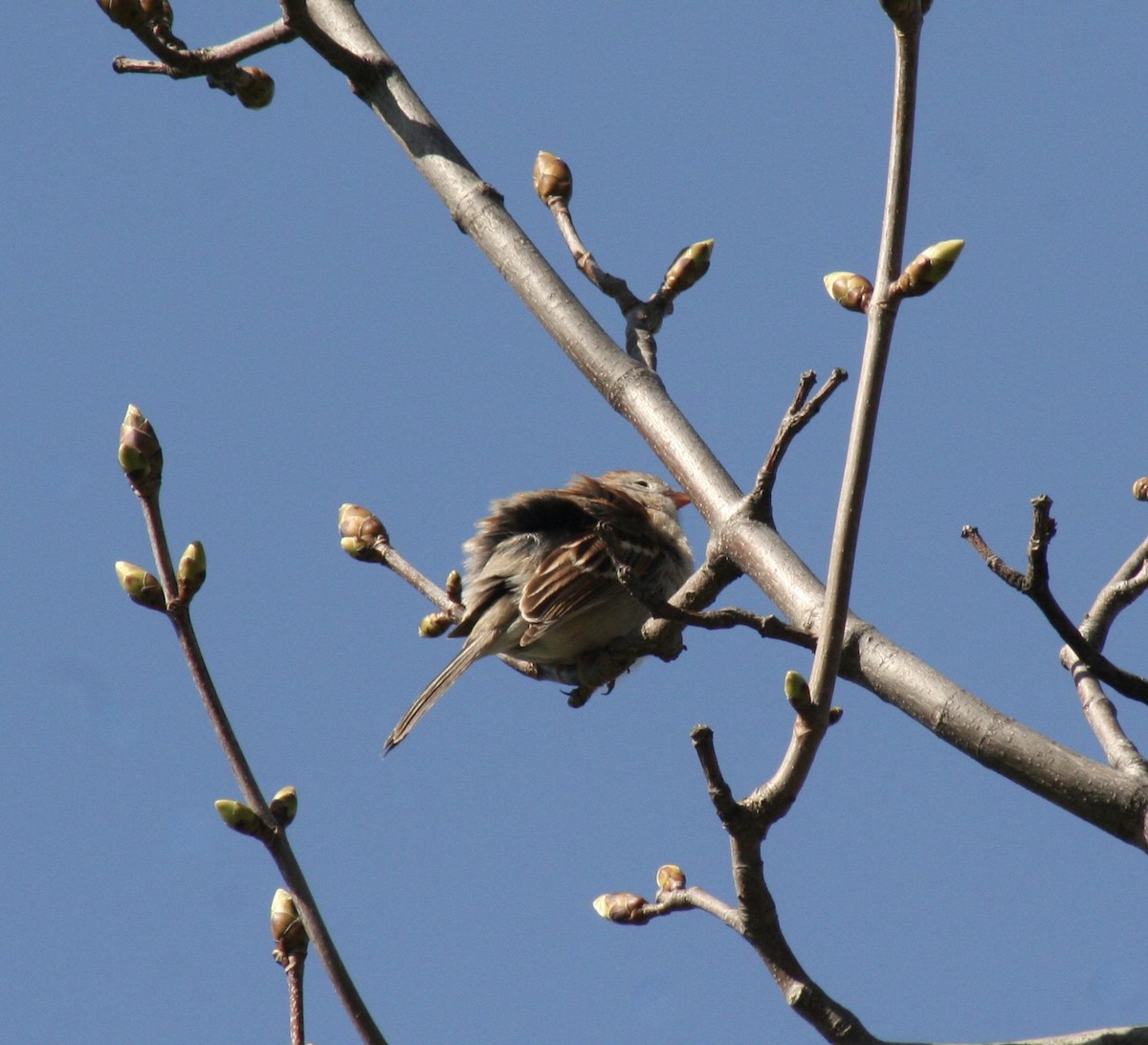 Field Sparrow - Michel Cournoyer