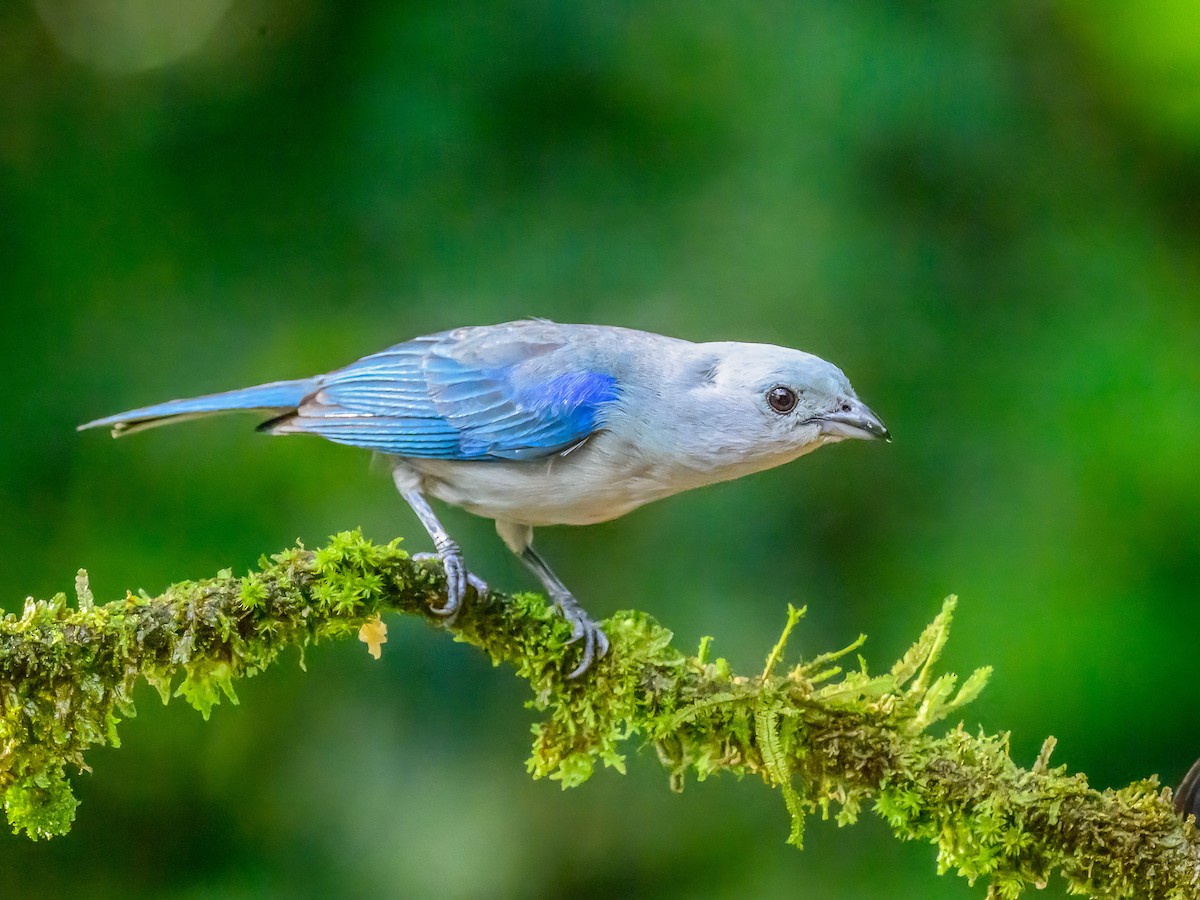 Blue-gray Tanager - ML618297021