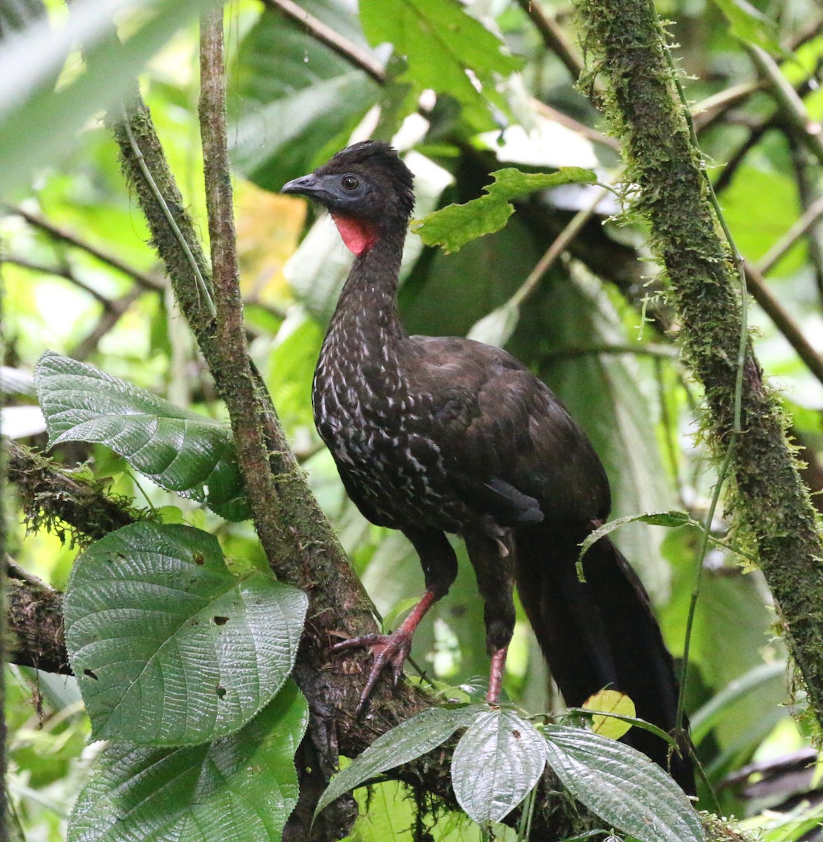 Crested Guan - ML618297066
