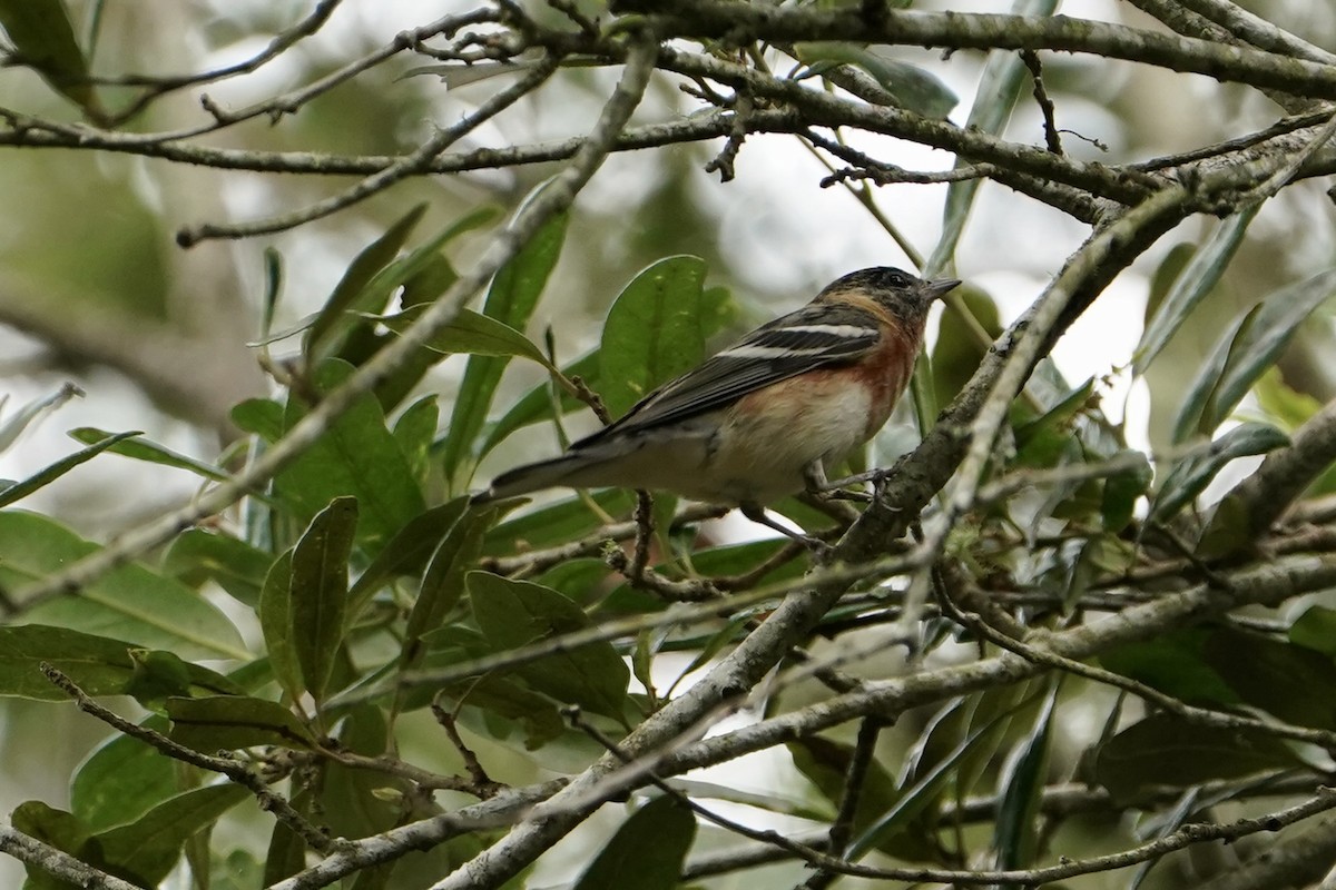 Bay-breasted Warbler - ML618297078