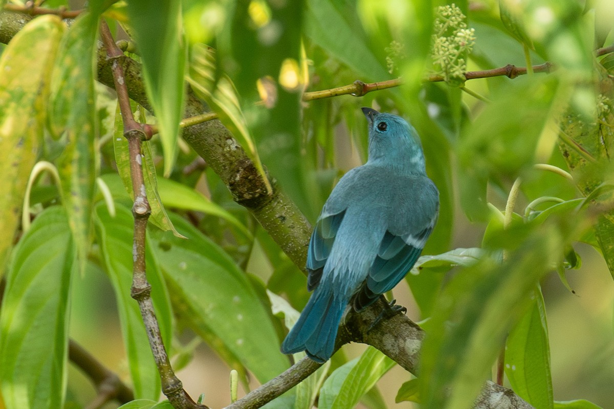 Blue-gray Tanager - ML618297093