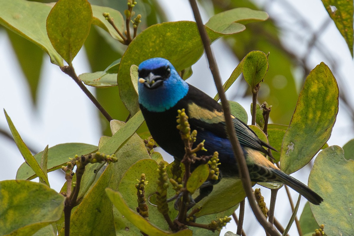 Blue-necked Tanager - ML618297149