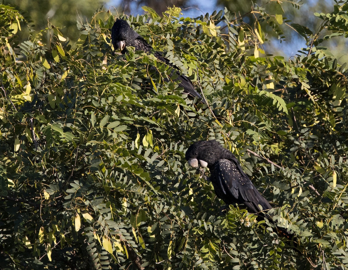 Red-tailed Black-Cockatoo - ML618297156