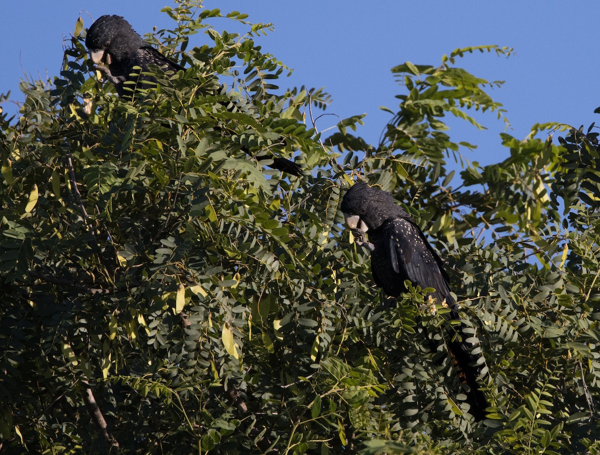 Red-tailed Black-Cockatoo - ML618297163