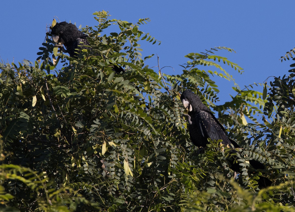 Red-tailed Black-Cockatoo - Chris Barnes
