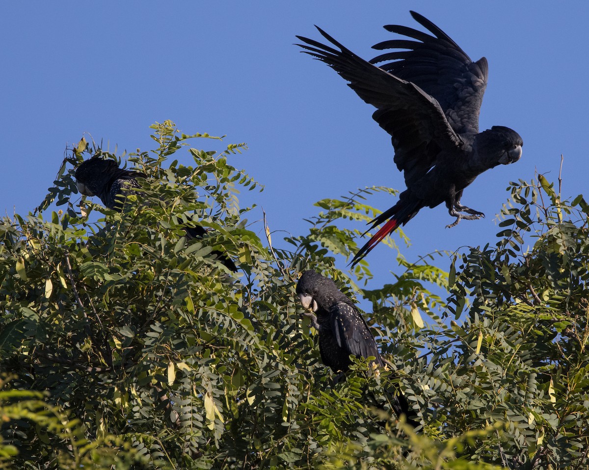 Red-tailed Black-Cockatoo - ML618297166