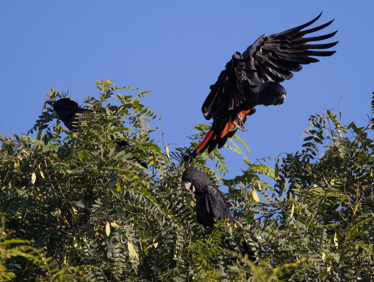 Red-tailed Black-Cockatoo - ML618297167